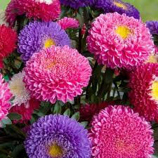 Aster Tall Princess Mixed Colors 100 seeds - Vesta Market