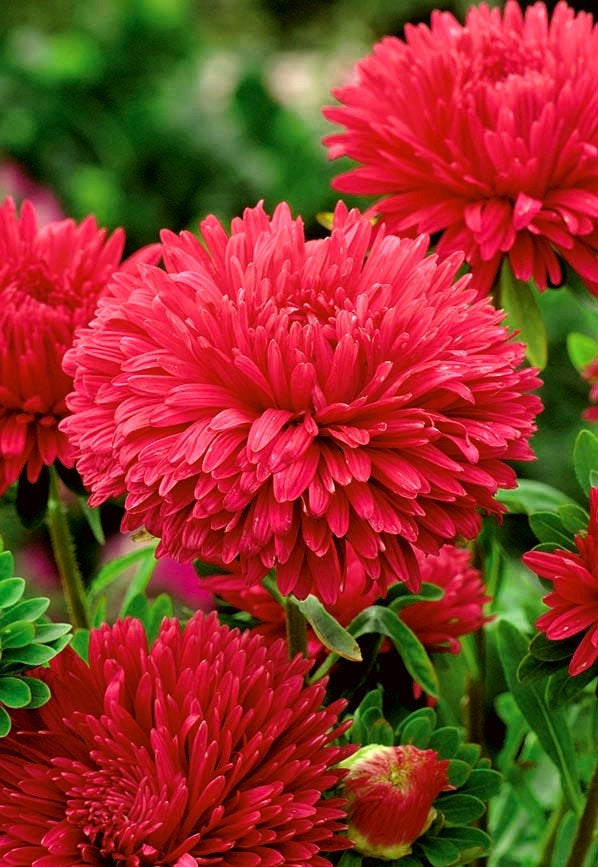 Aster Tall Paeony Stanisław 200 seeds. - Vesta Market