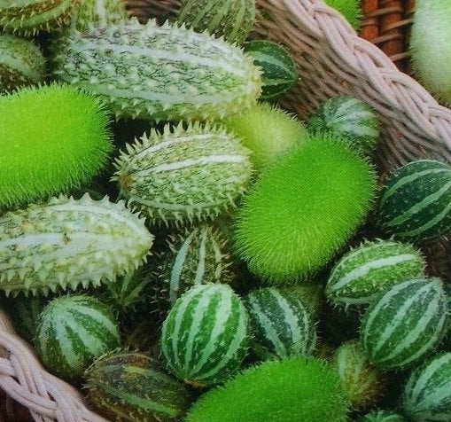 Ornamental Spiked Cucumber 30 seeds - Vesta Market