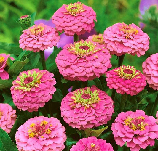 Zinnia Flower Pink 50 Seeds Vesta Market