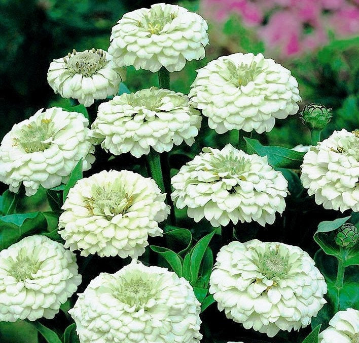 Zinnia Flower White 50 Seeds Vesta Market