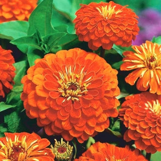 Zinnia Flower Orange 50 Seeds Vesta Market