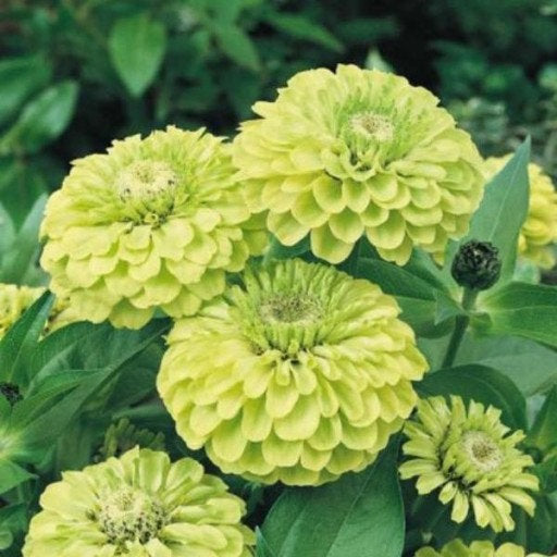 Zinnia Envy Flower 1g Vesta Market