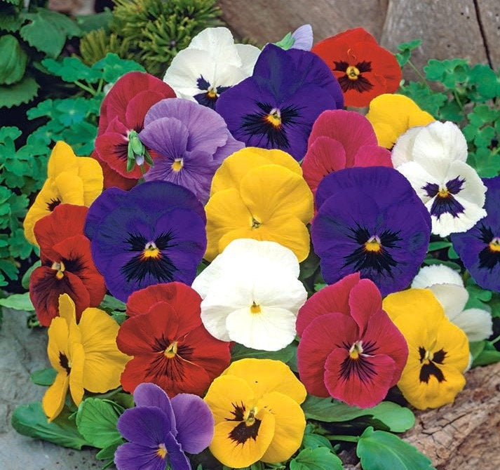 Swiss Pansy Mixed Colors 50 seeds Vesta Market