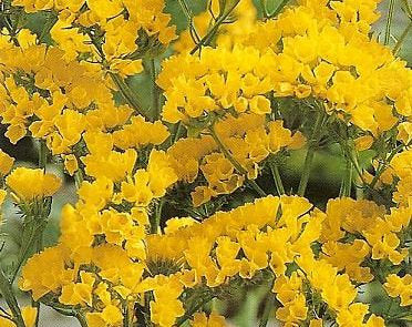 yellow lavender seeds Wavyleaf Sea Lavender – Yellow – 50 Seeds