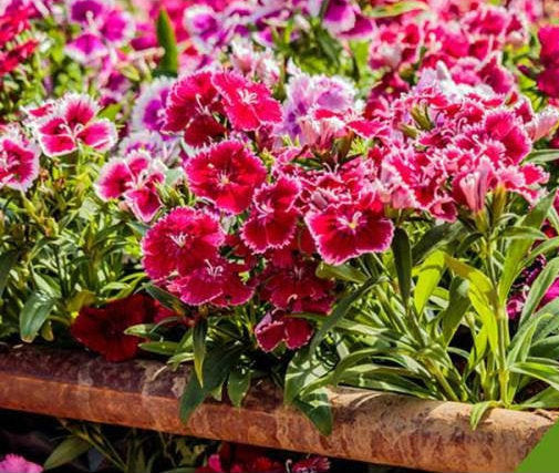 Cottage Pink Spring Beauty Mixed Colors 50 seeds - Vesta Market