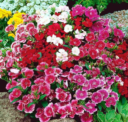 China Pink Flower Mixed Colors 100 seeds - Vesta Market
