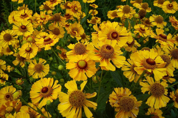 Sneezeweed Yellow 50 seeds Vesta Market