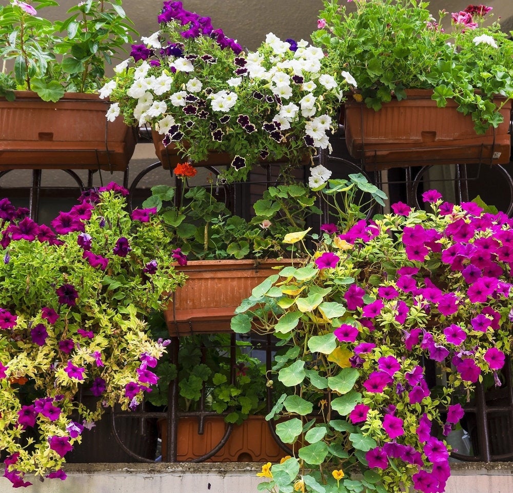 Balcony Flower Mix 200 seeds - Vesta Market