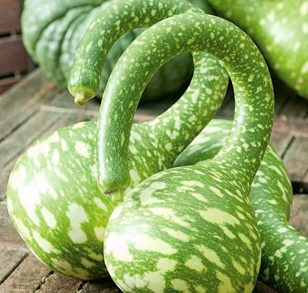 Gourd Cobra Unique 6 seeds - Edible Flowers - Vesta Market