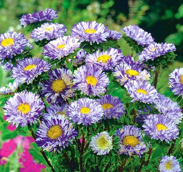 Dwarf Aster - Ribbon Blue - 100 seeds - Vesta Market