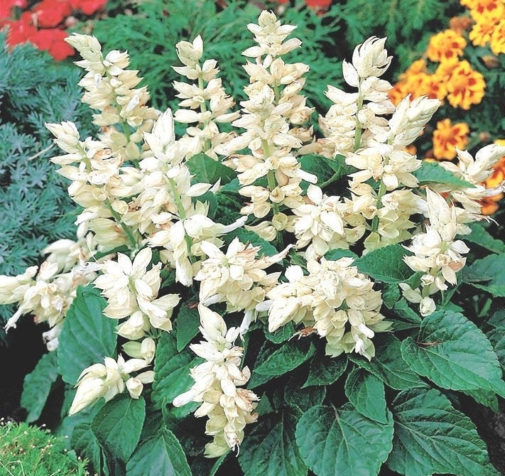 Shiny Sage - White- 10 seeds Vesta Market