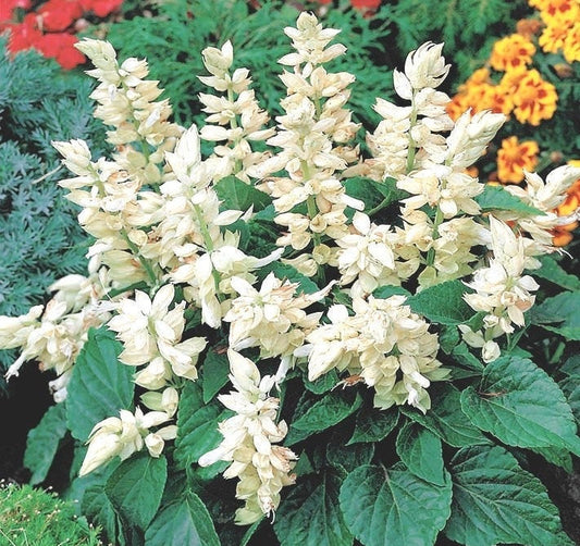 Shiny Sage - White- 10 seeds Vesta Market