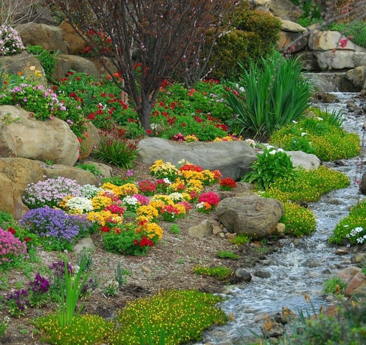 Rock Garden Perenial Mix 100 seeds Vesta Market