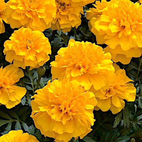 French Marigold Gypsy Sunshine 50 seeds - Vesta Market