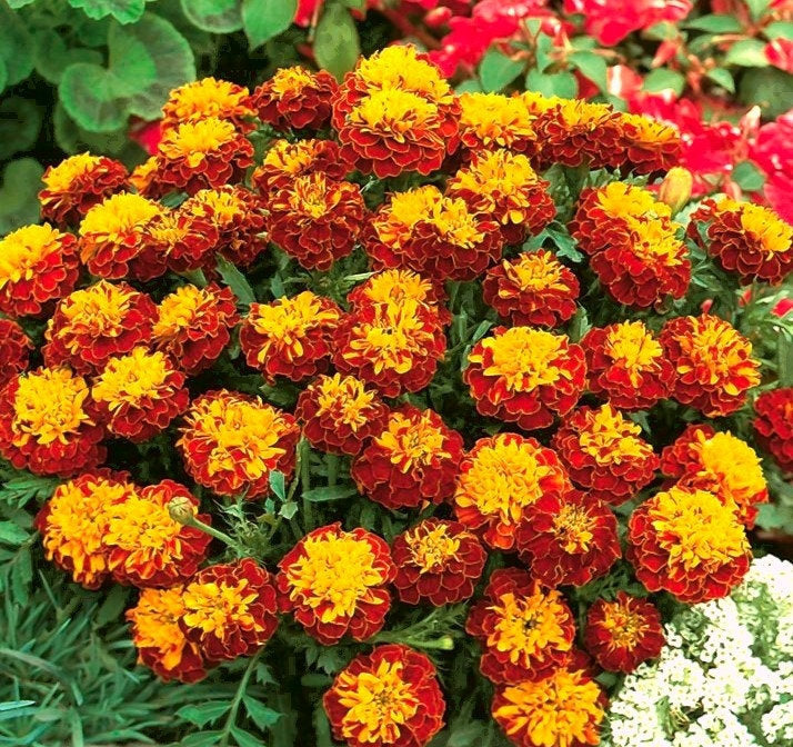 French Marigold Champion Flame 50 seeds - Vesta Market