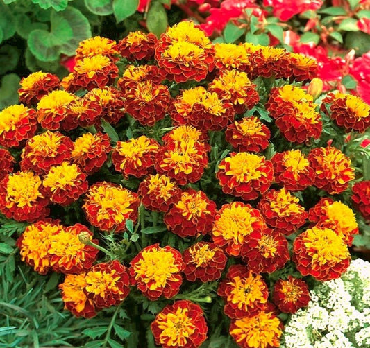 French Marigold Champion Flame 50 seeds - Vesta Market