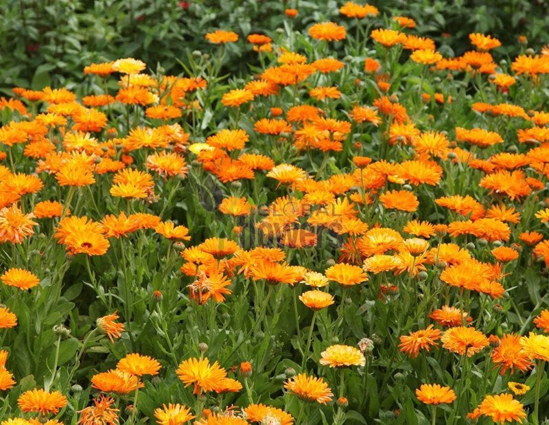 Pot Marigold Edible 50 seeds - Vesta Market
