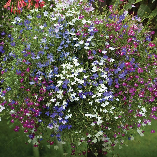 Lobelia Climbing Mixed Colors 100 Seeds - Vesta Market