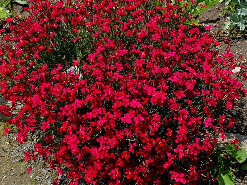 Dotted Carnation Red 100 seeds - Vesta Market