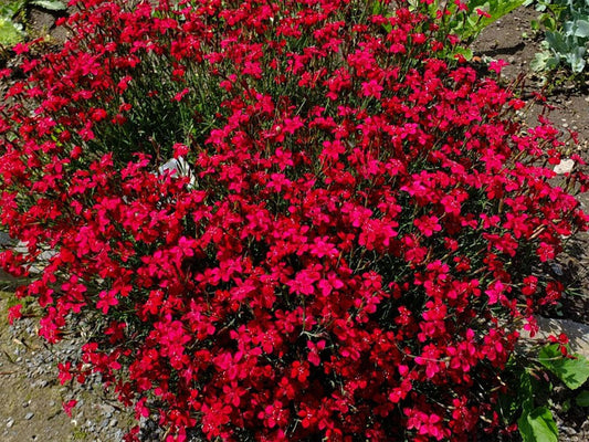 Dotted Carnation Red 100 seeds - Vesta Market