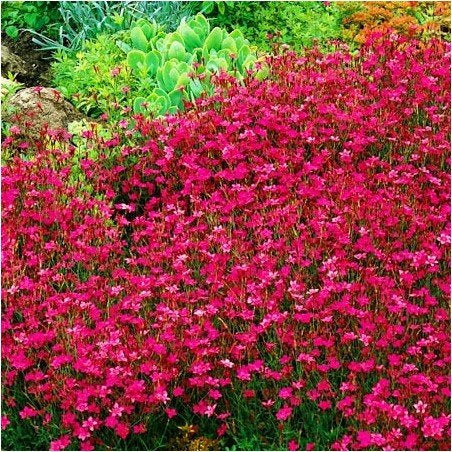 Dotted Carnation Red 100 seeds - Vesta Market