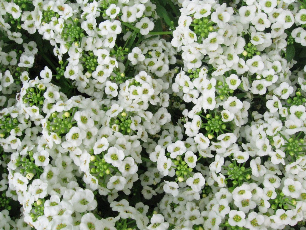 Sweet Alyssum White Lobularia maritima 400 Seeds Vesta Market
