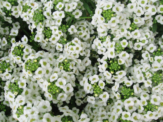 Sweet Alyssum White Lobularia maritima 400 Seeds Vesta Market