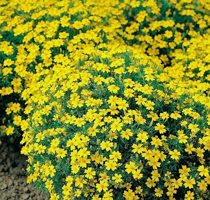 Signet Marigold Lulu 50 seeds Vesta Market