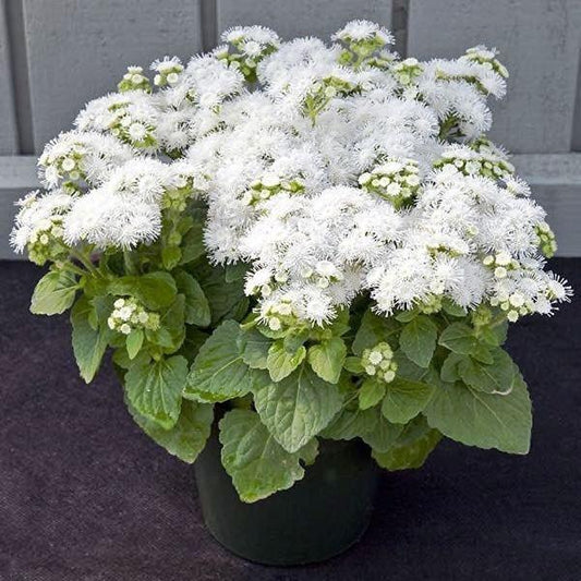 Mexican Ageratum White 200 seeds - Vesta Market