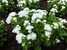 Mexican Ageratum White 200 seeds - Vesta Market