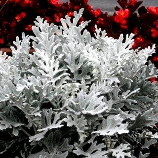 Gray Old Man Plant, Mr. Freeze SEEDS - Vesta Market