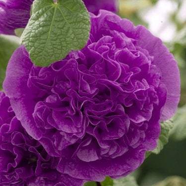 Alcea Rosea Hollyhock Violet seeds - Vesta Market