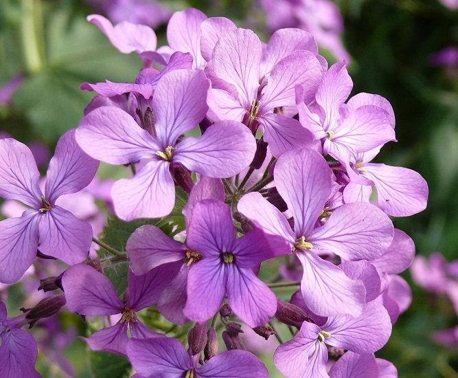 Fragrant Matthiola 500 seeds - Vesta Market