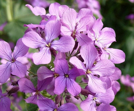 Fragrant Matthiola 500 seeds - Vesta Market