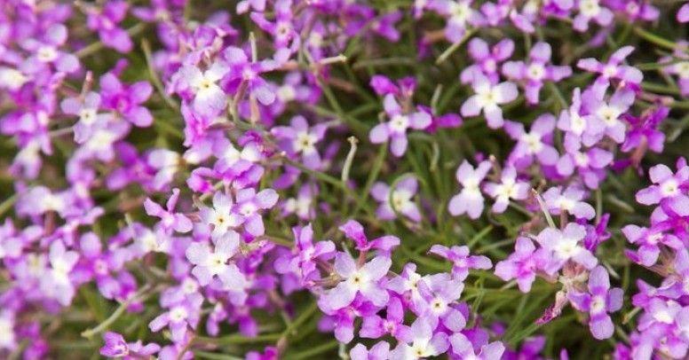 Fragrant Matthiola 500 seeds - Vesta Market