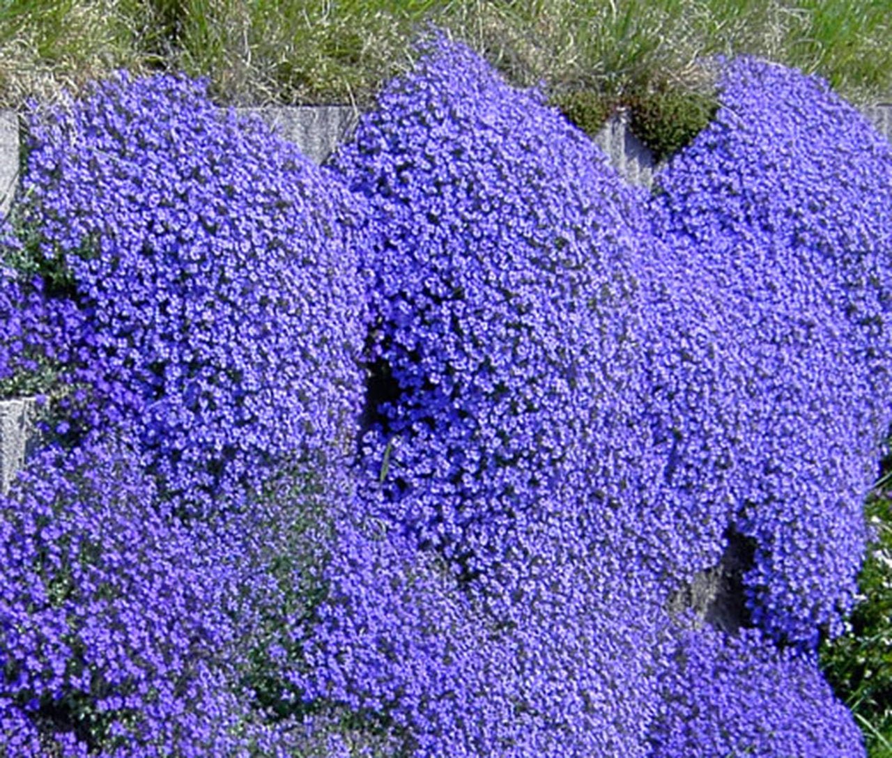 Aubrieta 100 Seeds - Vesta Market
