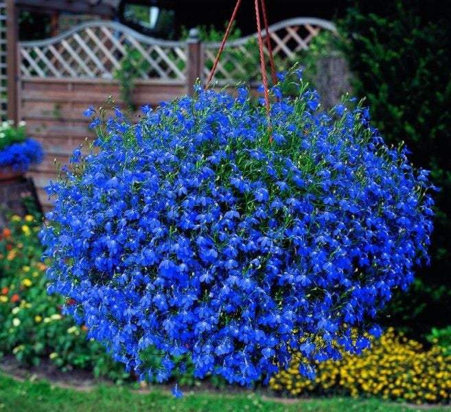 Lobelia Climbing - Blue 100 Seeds - Vesta Market
