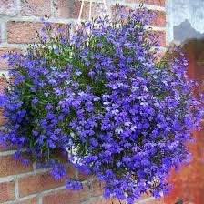 Lobelia Climbing - Blue 100 Seeds - Vesta Market