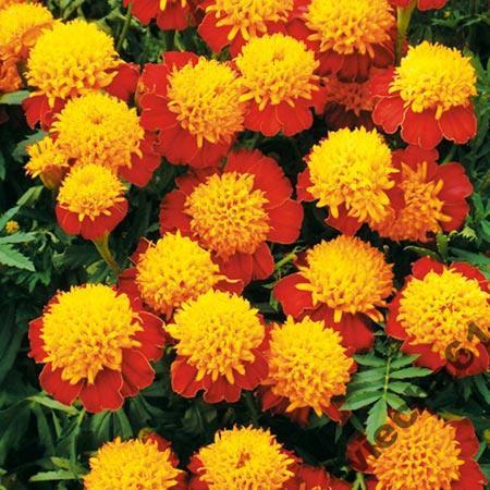 French Marigold Orange Flame 50 seeds - Vesta Market