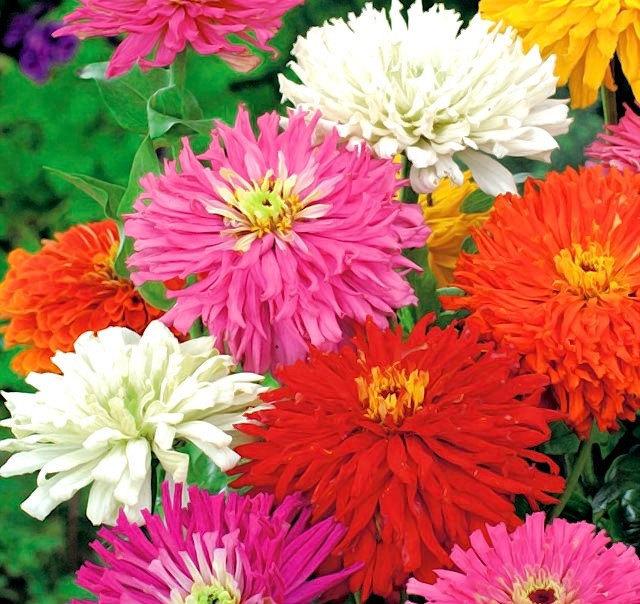 Zinnia Chrysanthemum Mixed Colors 50 Seeds Vesta Market