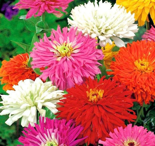Zinnia Chrysanthemum Mixed Colors 50 Seeds Vesta Market