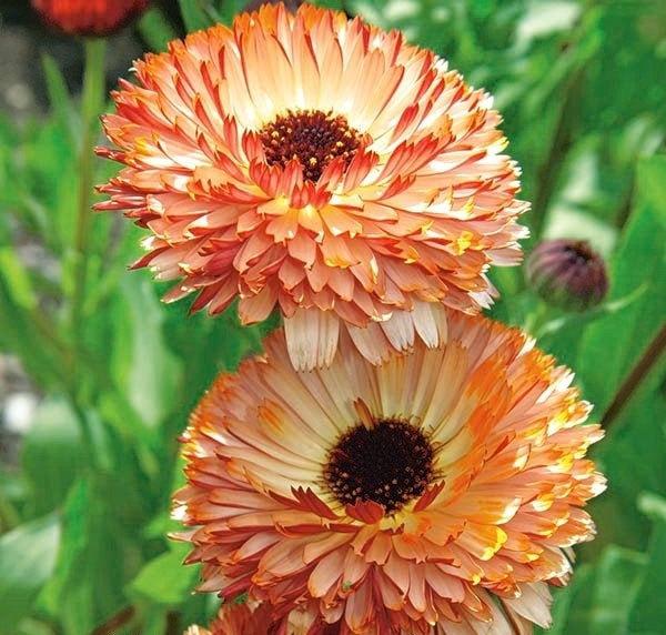 Pot Marigold Sunset Buff 50 seeds - Vesta Market
