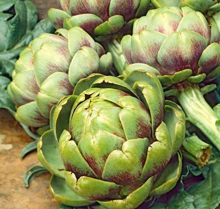Artichoke 20 Seeds - Vesta Market