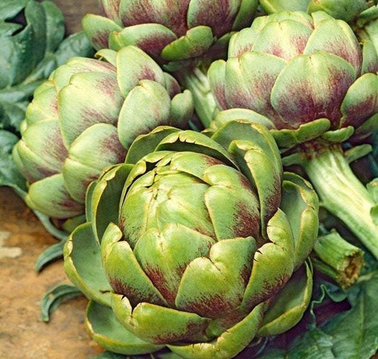 Artichoke 20 Seeds - Vesta Market