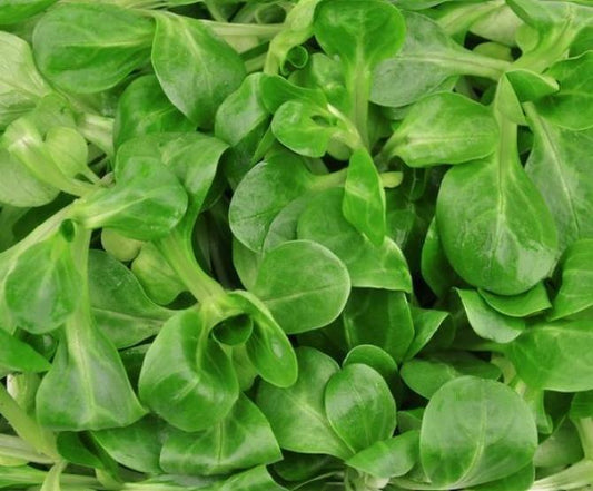Corn Salad Valerianella Locusta 800 seeds - Vesta Market