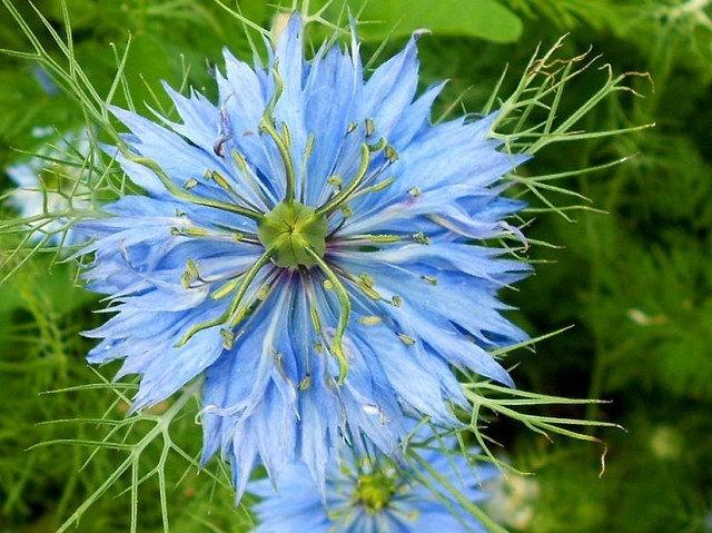 Black Damascus 500 seeds MIX - Vesta Market