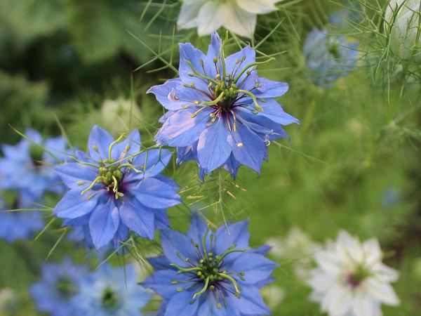 Black Damascus 500 seeds MIX - Vesta Market