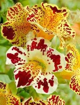 Tiger Droplet seeds Vesta Market