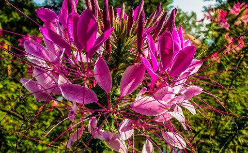 Kleoma Cleome spinosa 400 seeds - Vesta Market